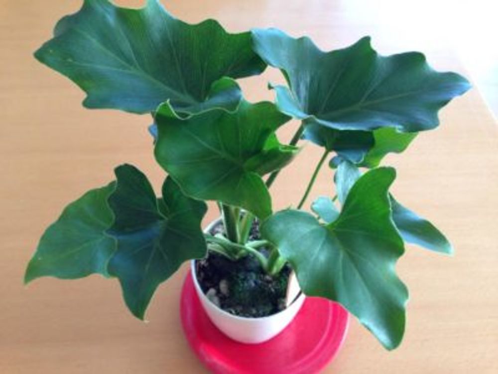 Photo by はっさくさん@GreenSnap