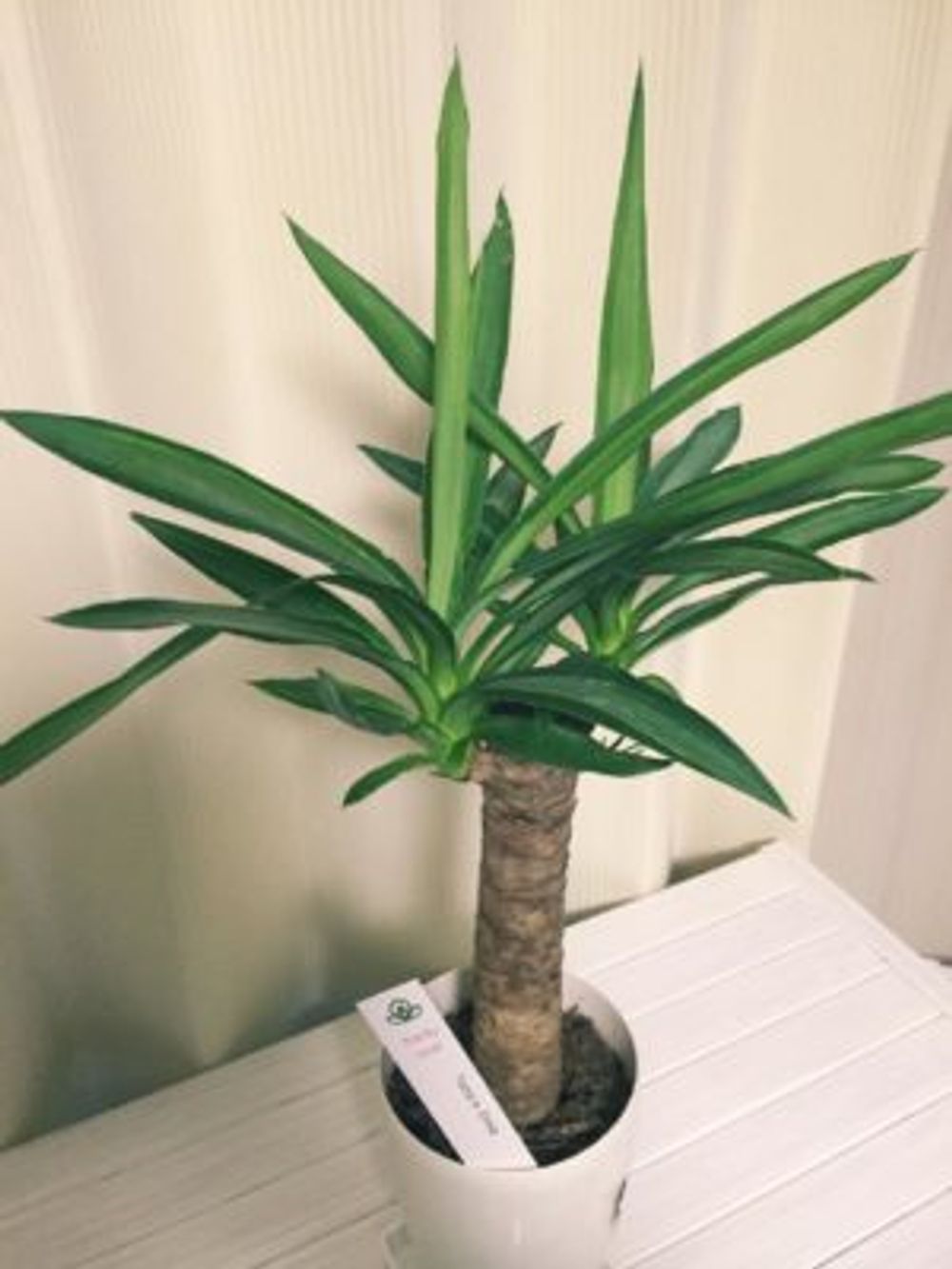 Photo by しぃ｡:°ஐ♡*さん@GreenSnap