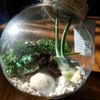 観葉植物をガラスのケースに入れて楽しむ、テラリウムの世界の画像