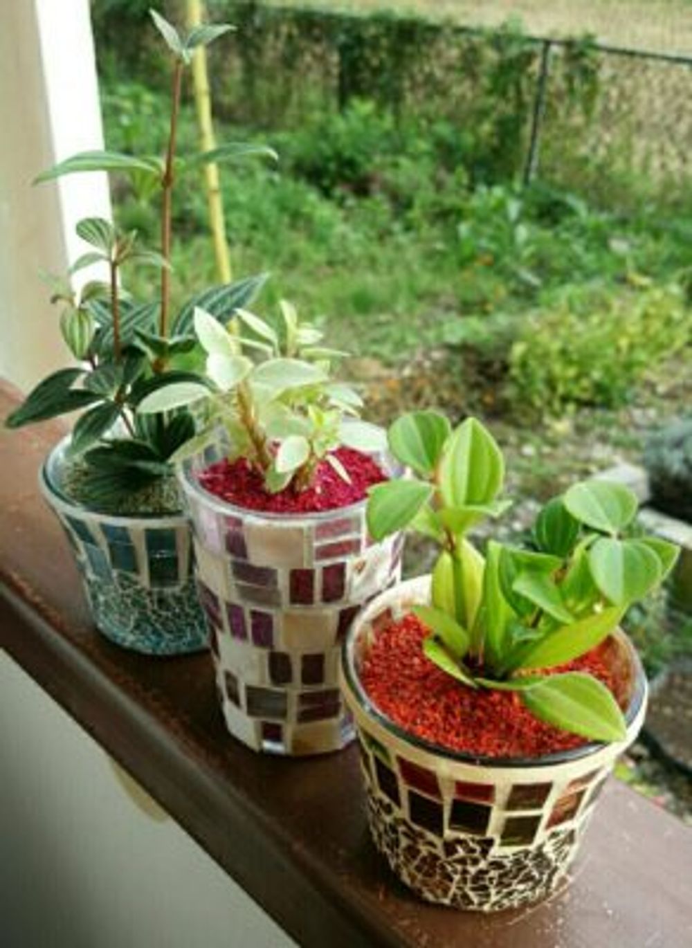 Photo by RosarioBiancoさん@GreenSnap