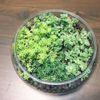 観葉植物を炭で育てる！炭植えハイドロカルチャーのやり方は？の画像
