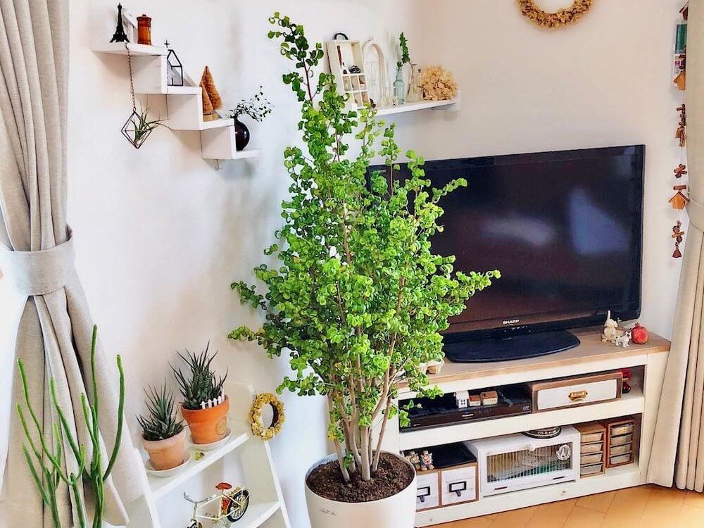 ベンジャミン　観葉植物　リビング