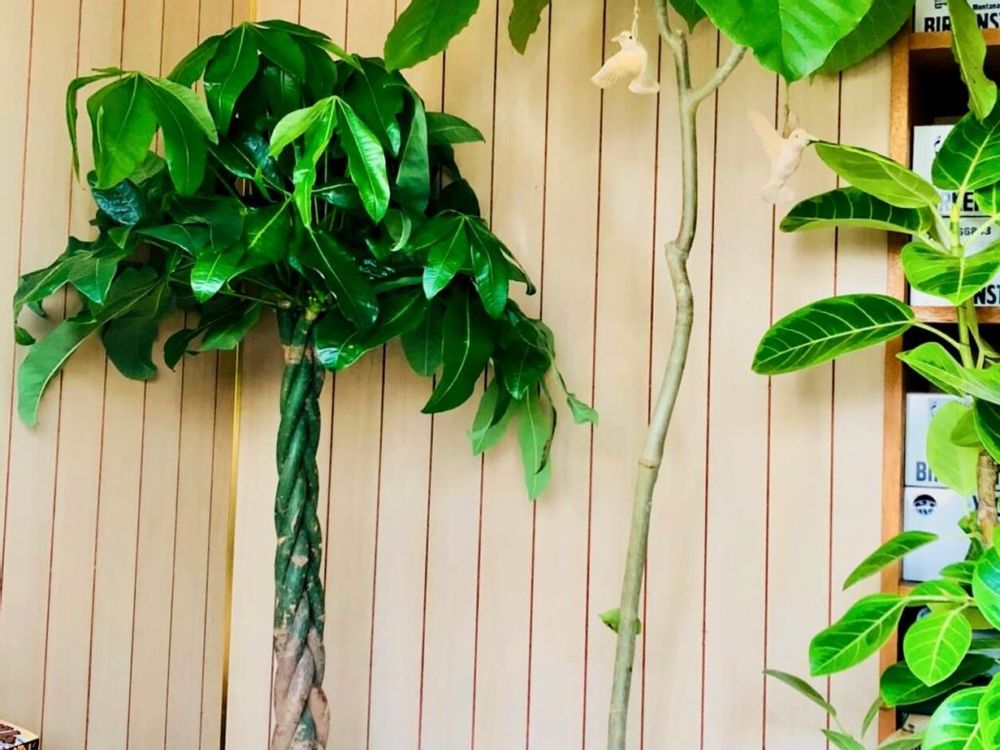 パキラ　観葉植物　リビング