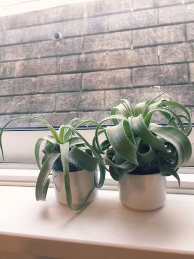 人気のチランジアを鉢植えで育てよう Greensnap グリーンスナップ