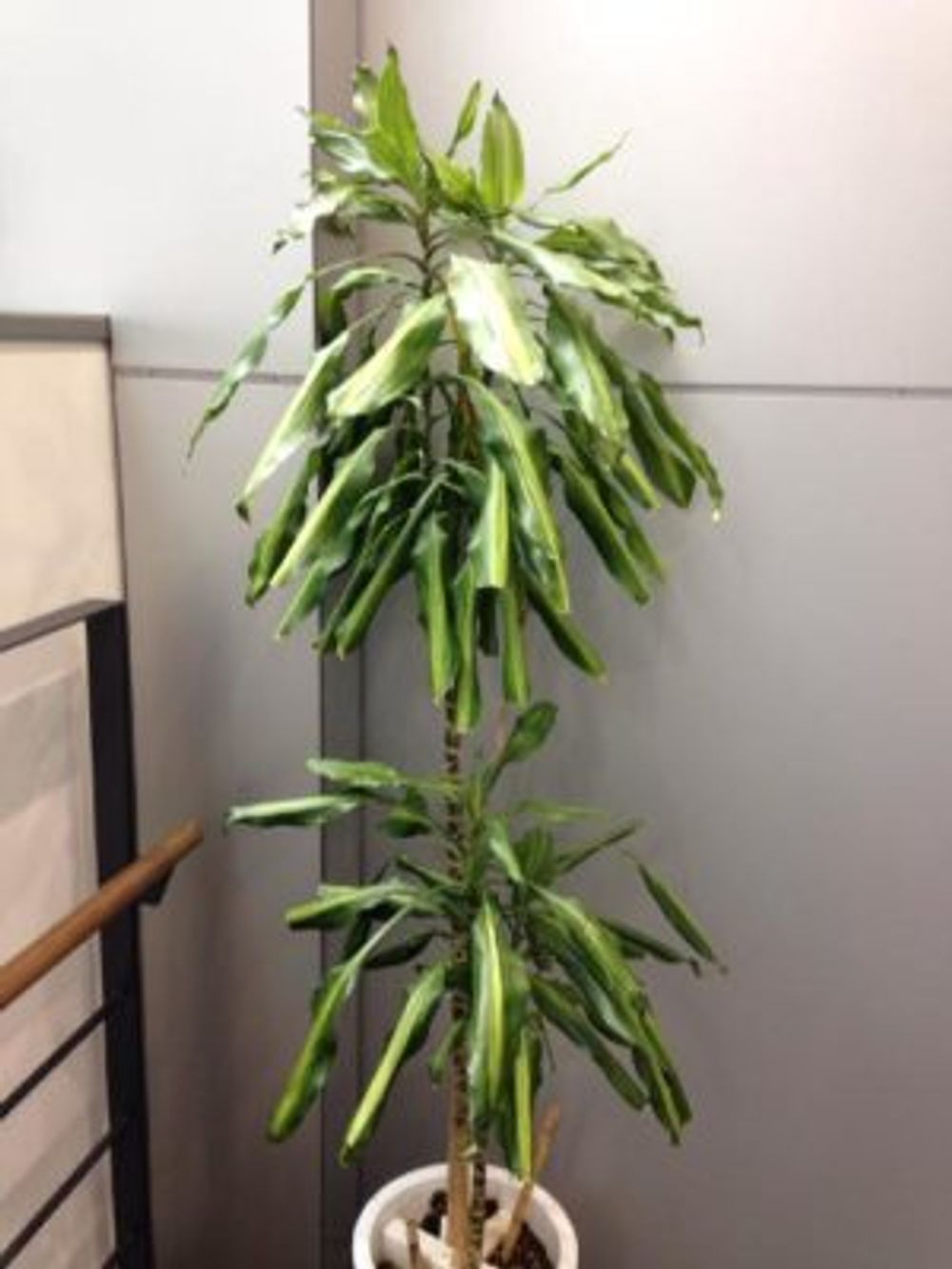 Photo by ハチクロさん@GreenSnap