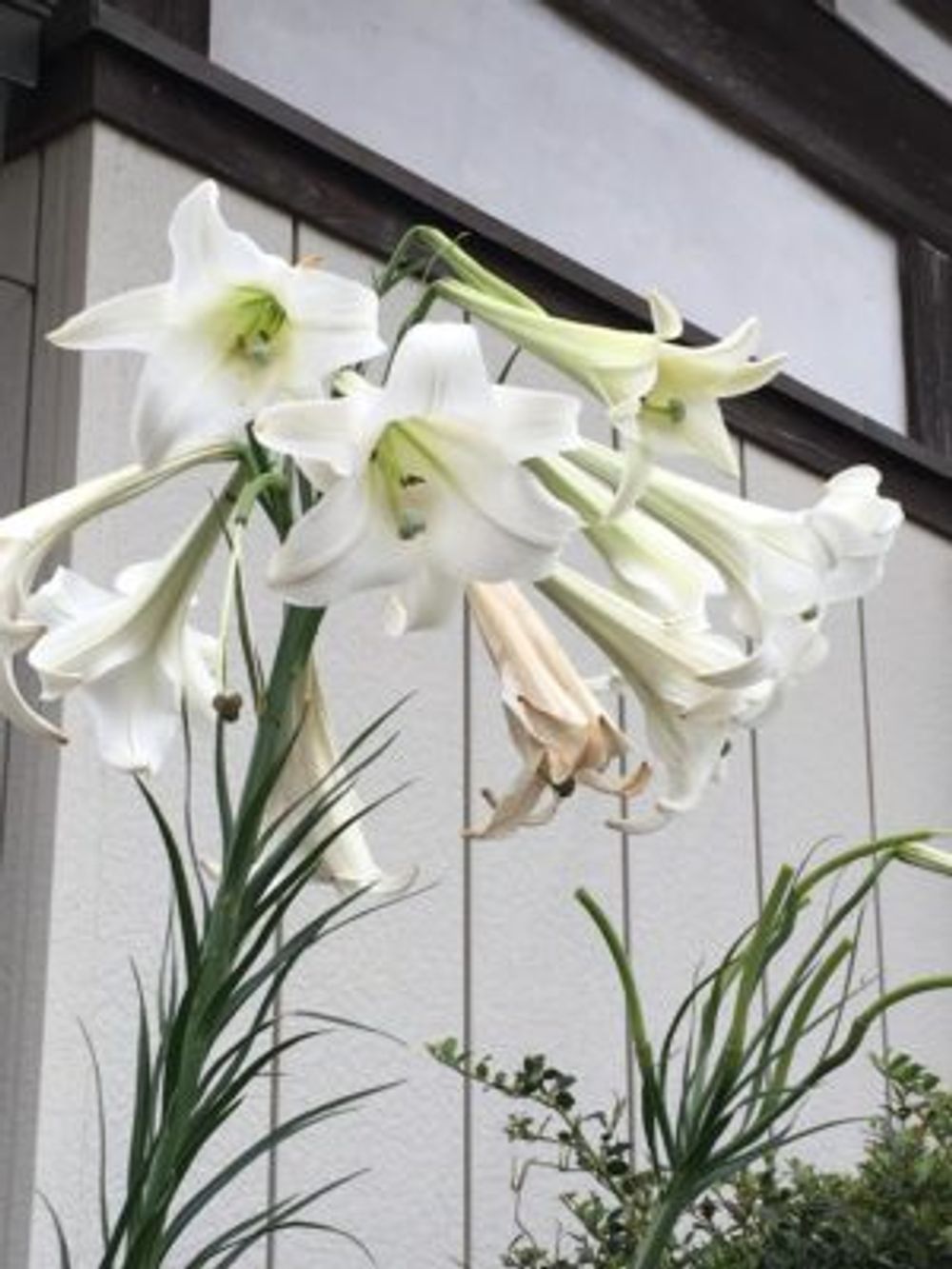 Photo by つばきちさん@GreenSnap