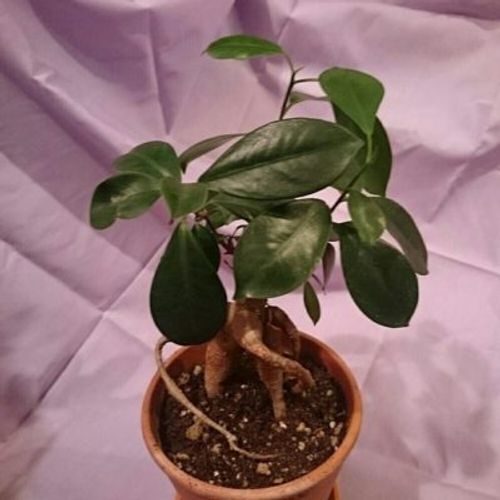 和風の空間に合う観葉植物特集 Greensnap グリーンスナップ