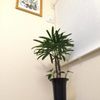 和風の部屋にも観葉植物を！竹のような観葉植物3選の画像