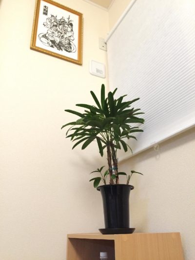 和風の部屋にも観葉植物を 竹のような観葉植物3選 Greensnap グリーンスナップ