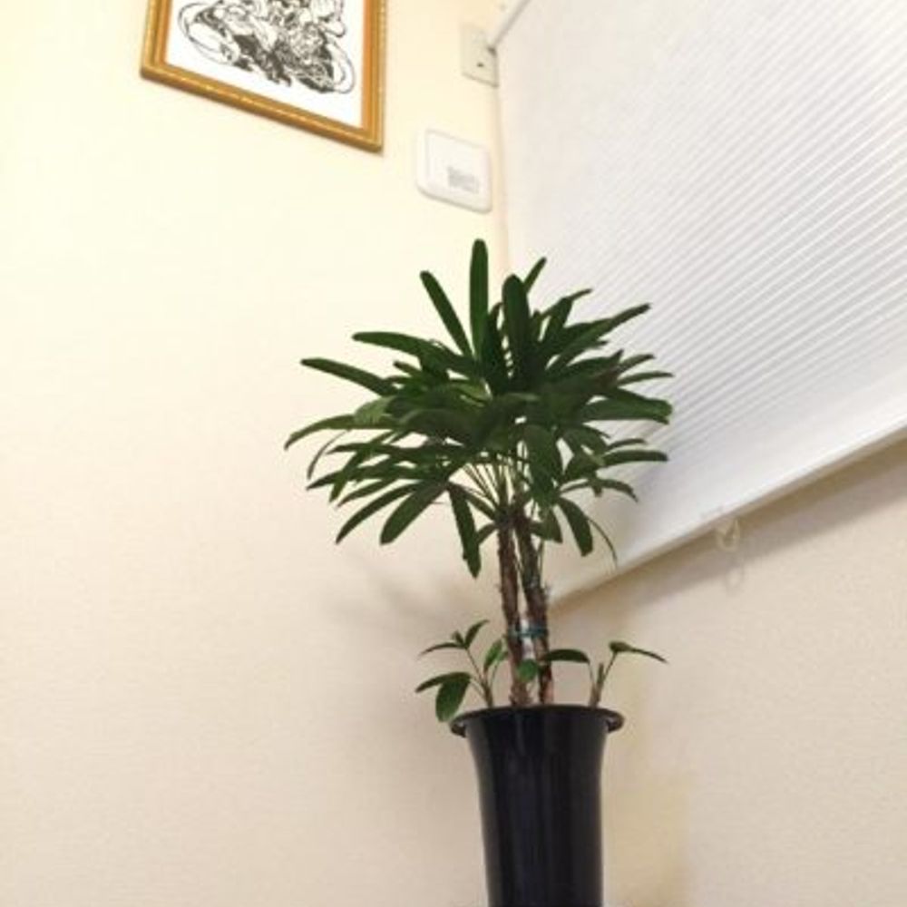 和風の部屋にも観葉植物を！竹のような観葉植物3選｜🍀GreenSnap（グリーンスナップ）