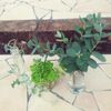 観葉植物を水差しで育てよう!の画像