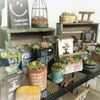 観葉植物の入れ物を意外な物でアレンジしてみよう!の画像