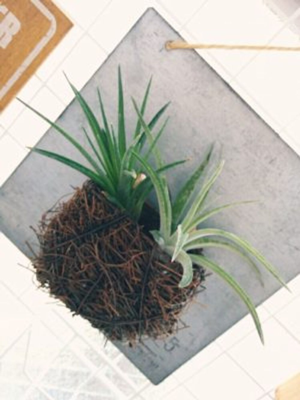 Photo by m.-.mさん@GreenSnap