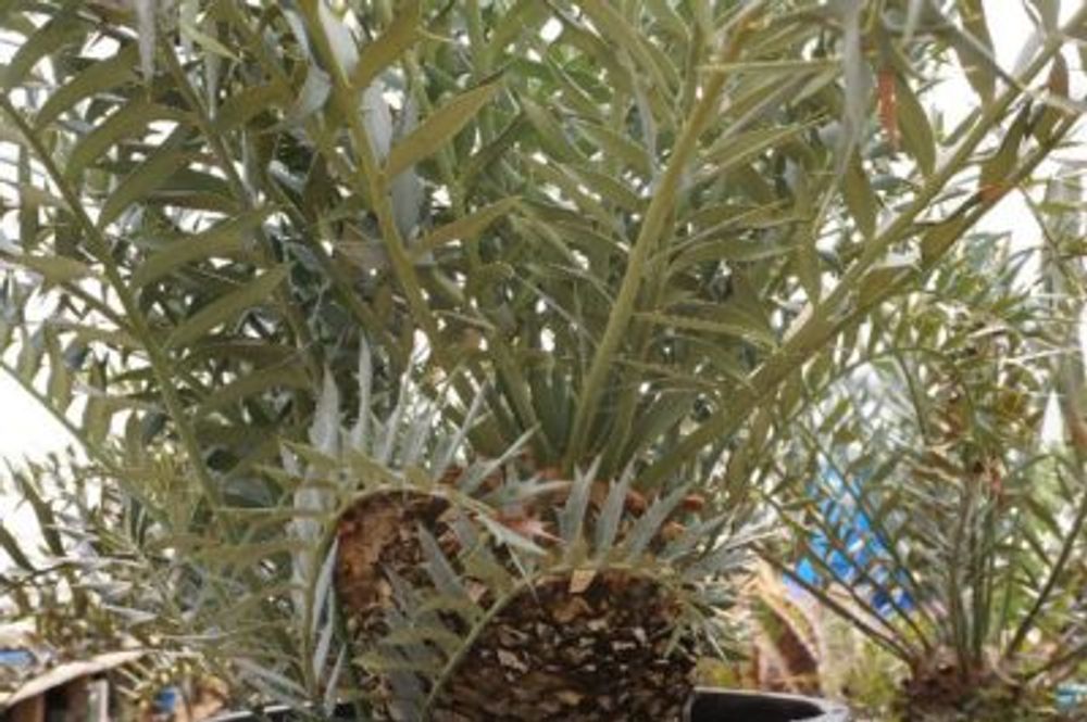 Photo by kemuriradioさん@GreenSnap