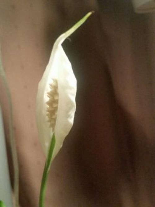 サトイモ科の観葉植物の中で人気のあるものをご紹介します Greensnap グリーンスナップ