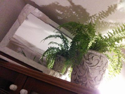 間接照明で観葉植物をおしゃれに見せる方法 Greensnap グリーンスナップ