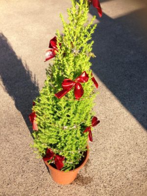 クリスマスツリーに変身 観葉植物のまとめ Greensnap グリーンスナップ