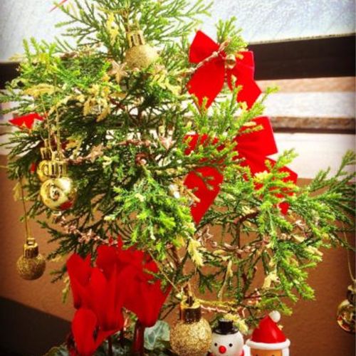 クリスマスツリーに変身 観葉植物のまとめ Greensnap グリーンスナップ