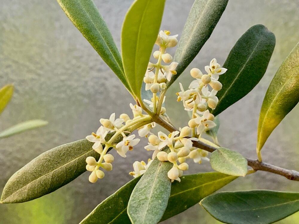 花　観葉植物　オリーブ