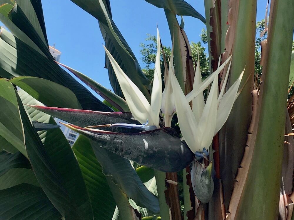 花　観葉植物　シルクジャスミン