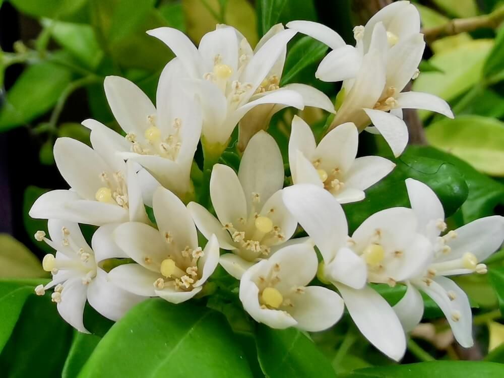 花　観葉植物　シルクジャスミン