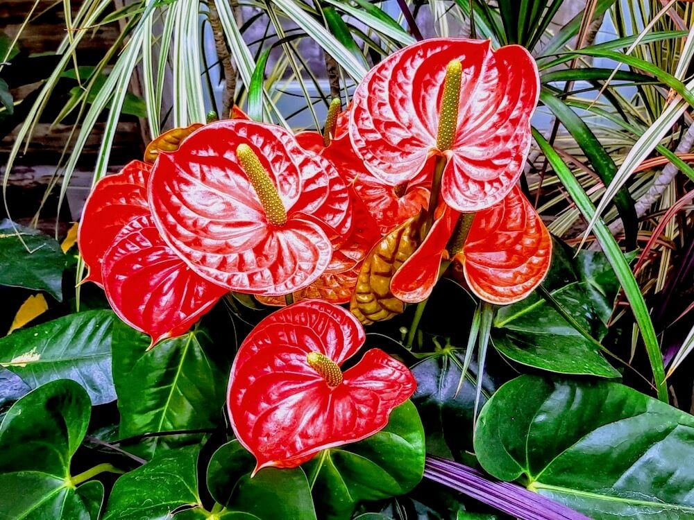 花　観葉植物　アンスリウム