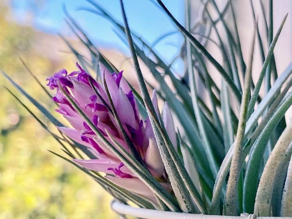 チランジア　エアプランツ　花　観葉植物