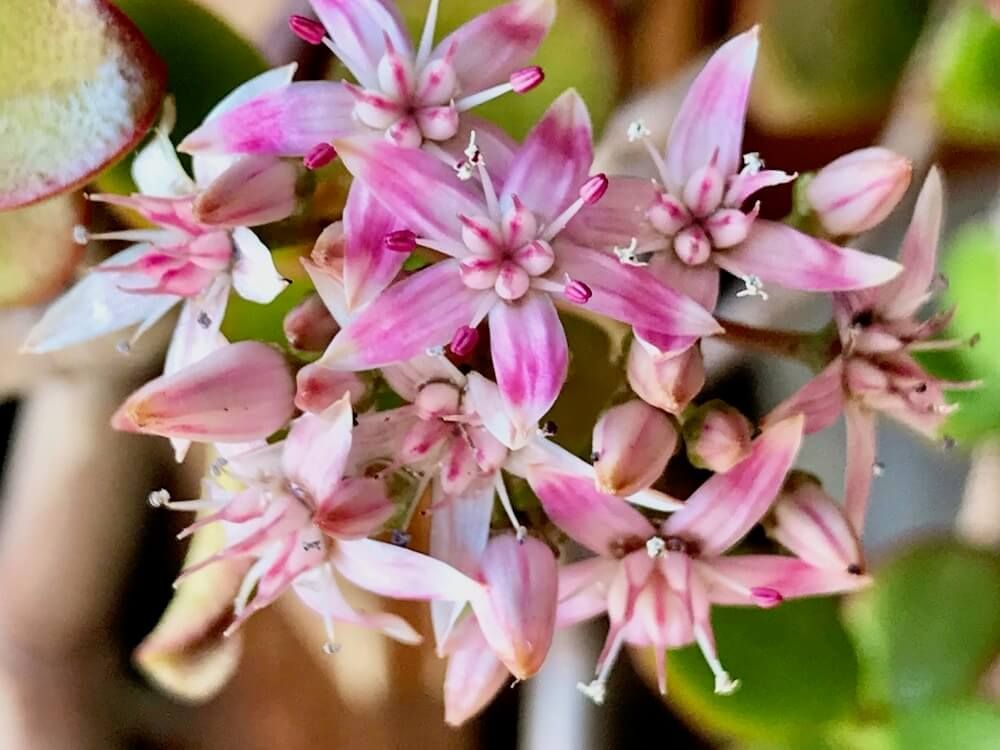 花　観葉植物　金のなる木
