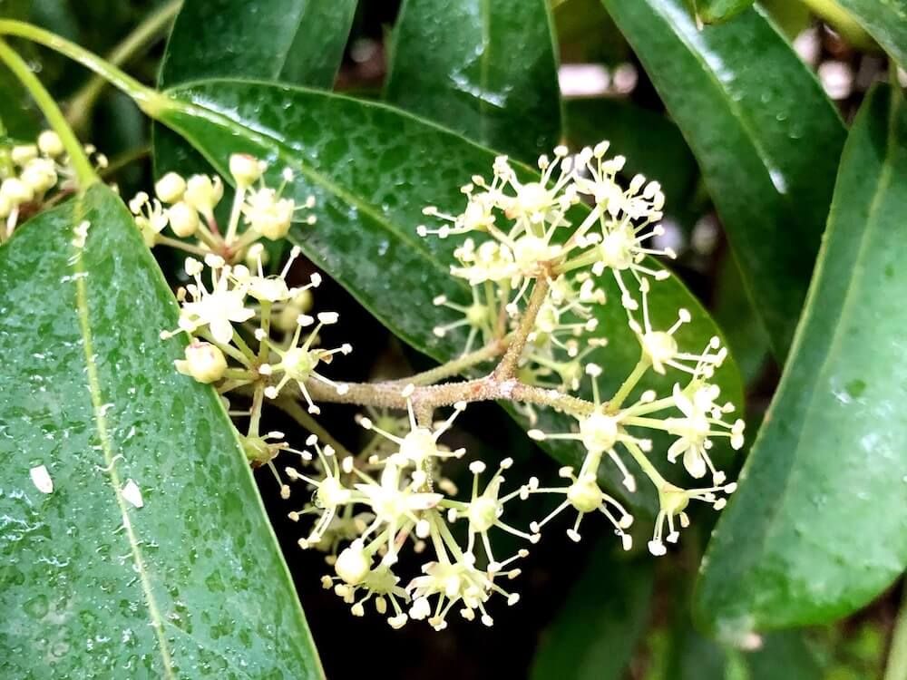 花　観葉植物　シェフレラ　カポック