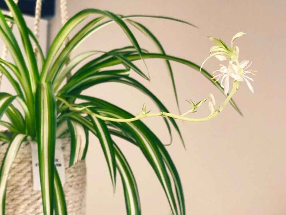 花　観葉植物　オリヅルラン