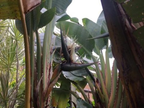 日本では滅多に見られない珍しい観葉植物 Greensnap グリーンスナップ