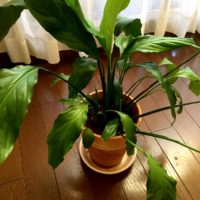 日本の夏でも大丈夫、暑さに強い観葉植物の画像