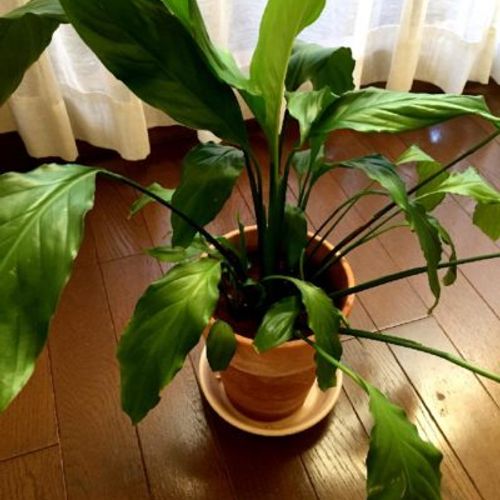 日本の夏でも大丈夫 暑さに強い観葉植物 Greensnap グリーンスナップ