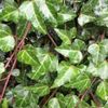 使い勝手抜群のツタ類の観葉植物の画像