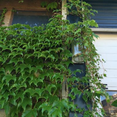 使い勝手抜群のツタ類の観葉植物 Greensnap グリーンスナップ