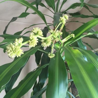 余り知られていない花が咲く観葉植物 Greensnap グリーンスナップ