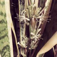 余り知られていない花が咲く観葉植物の画像