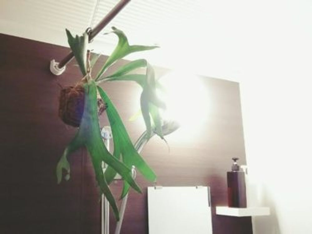 Photo by -mai-さん@GreenSnap