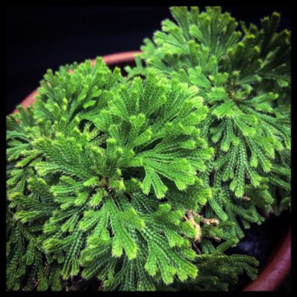 Photo by 池さん@GreenSnap