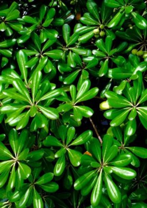 名前のわからない観葉植物の調べ方 Greensnap グリーンスナップ