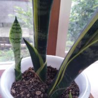 縞模様の葉からトラノオと呼ばれる観葉植物、サンスベリアの画像