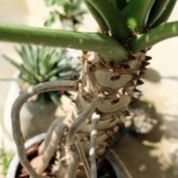 外で育てる観葉植物の注意点を3つご紹介！の画像