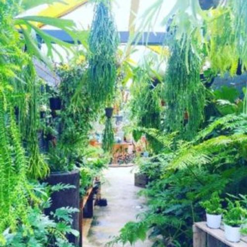 初心者必見 観葉植物はどこで買うべきか Greensnap グリーンスナップ