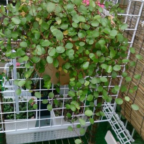 屋外でも楽しめる観葉植物をご紹介 Greensnap グリーンスナップ