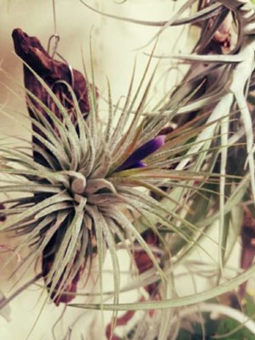 チランジアの種類ごとに開花写真や育て方の載った図鑑 Greensnap グリーンスナップ