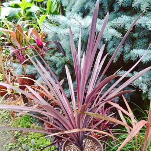 屋外での生育におすすめの観葉植物3選 Greensnap グリーンスナップ