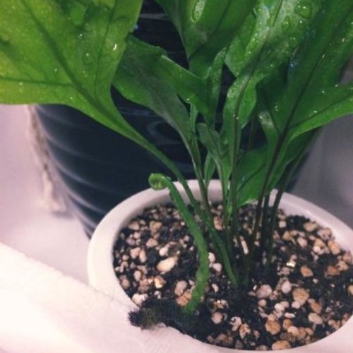 和のテイストがあふれる観葉植物 シダについて知ろう Greensnap グリーンスナップ