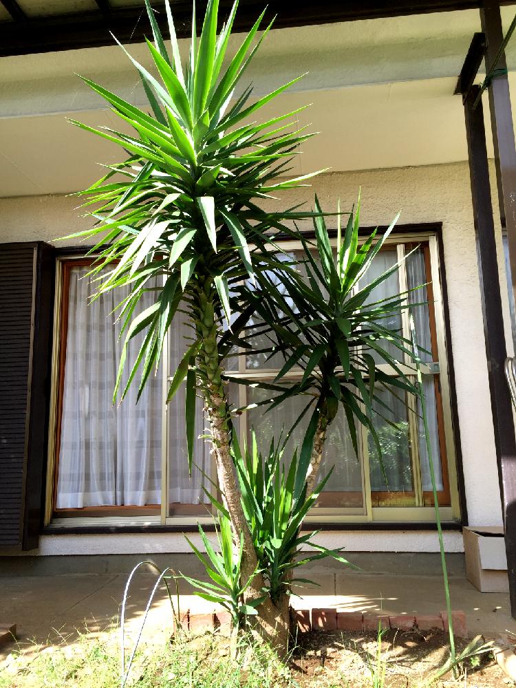 耐寒性や耐陰性などを持つ強い観葉植物|🍀GreenSnap(グリーンスナップ) 耐寒性や耐陰性などを持つ強い観葉植物|🍀GreenSnap(グリーンスナップ)