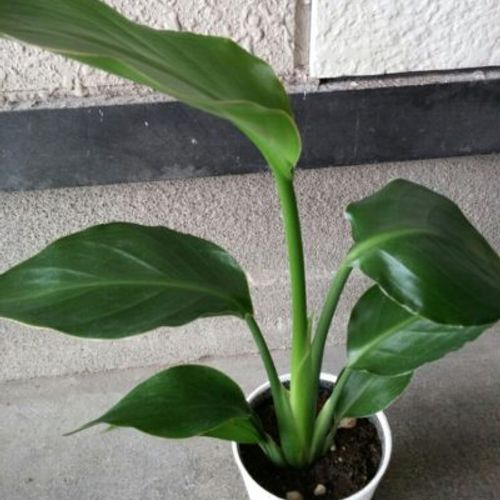 耐寒性や耐陰性などを持つ強い観葉植物 Greensnap グリーンスナップ