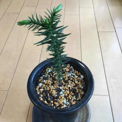 日本では滅多に見られない珍しい観葉植物 Greensnap グリーンスナップ